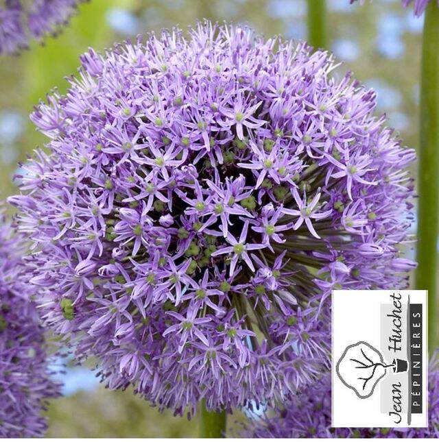 Ail d'ornement - ALLIUM 'Gladiator' bulbe - Bulbe