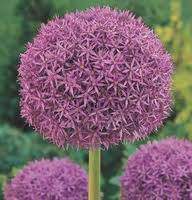 Ail d'ornement - ALLIUM 'Globemaster' bulbe - Bulbe