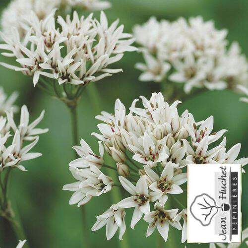 Ail - ALLIUM 'Graceful' bulbe -lot de 10- - Bulbe