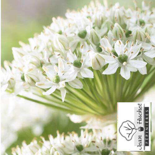 Ail - ALLIUM nigrum bulbe - Bulbe