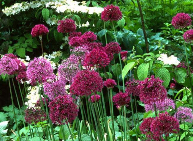 Ail d'ornement - ALLIUM 'Purple sensation' bulbe - Bulbe