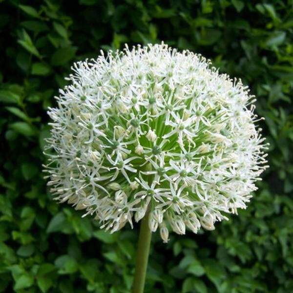 Ail d'ornement - ALLIUM stipitatum 'White giant' bulbe - Bulbe