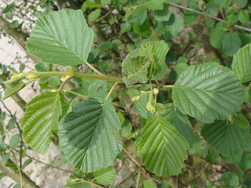 Aulne blanc - ALNUS incana - Arbre