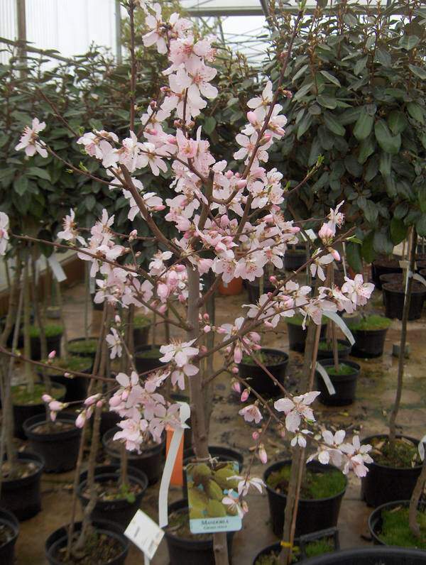 Prunus dulcis - AMANDIER 'Texas' - Arbre fruitier