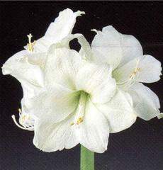 Amaryllis blanc - AMARYLLIS 'Mont Blanc' - Bulbe