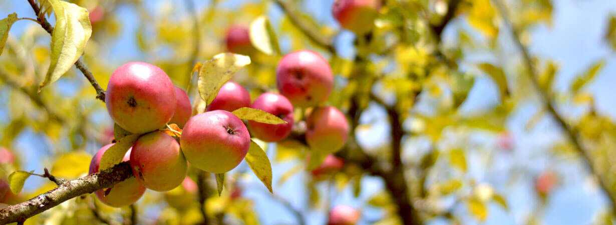 Améliorer le rendement des arbres fruitiers