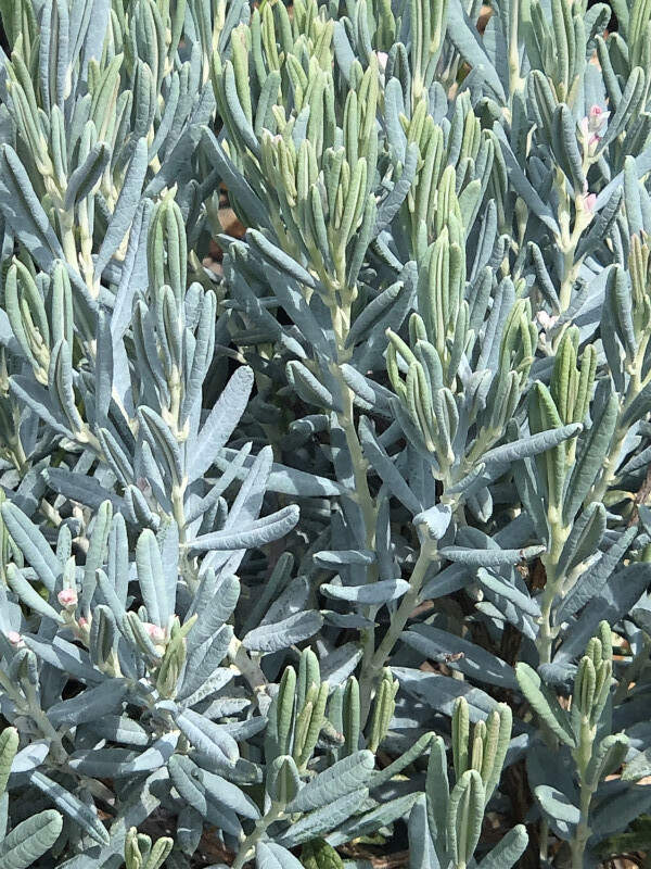 Romarin des tourbieres - ANDROMEDA polifolia 'Blue lagoon' - Arbuste