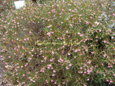 Andromède - ANDROMEDA glaucophylla - Arbuste