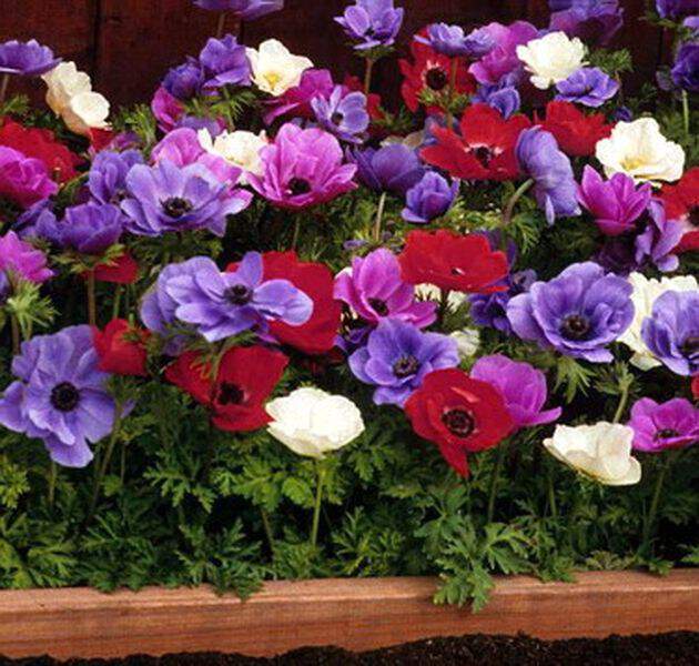 Anémone de Caen - ANEMONE de Caen en mélange -lot de 10- - Bulbe