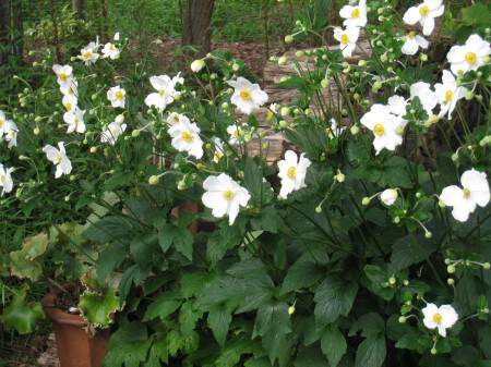 ANEMONE x hybrida Honorine Jobert Anémone - Vivace