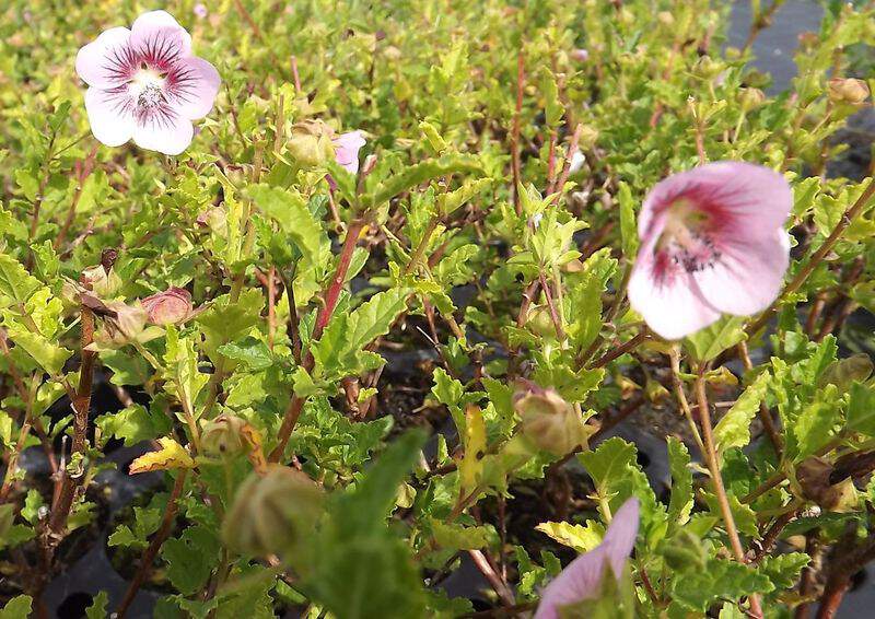 Lavatère naine - ANISODONTHEA scabrosa 'Miss Pinky' - Arbuste