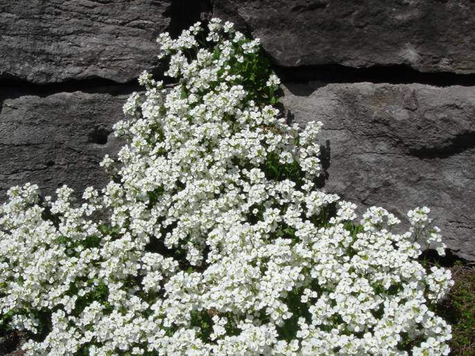 Arabette blanche, Corbeille d'argent - ARABIS caucasica 'Snowcap' - Vivace