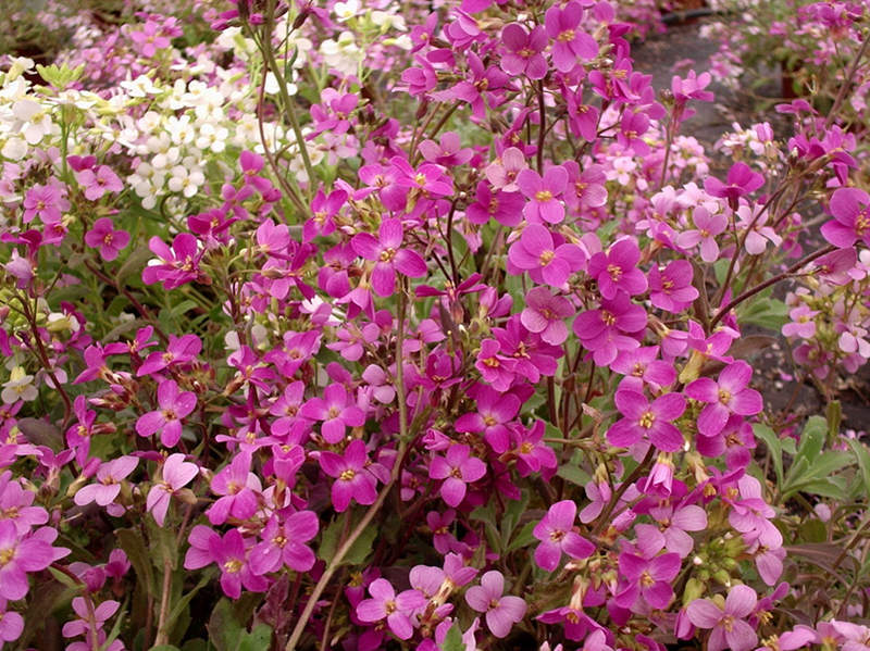 Arabette rose, Corbeille d'argent - ARABIS caucasica Rose - Vivace