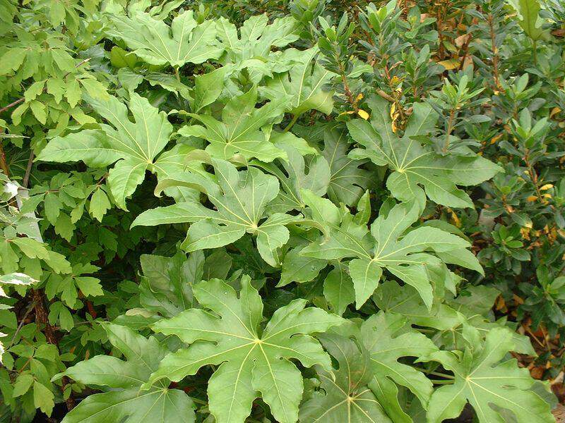Fatsia - ARALIA sieboldii ou FATSIA japonica - Arbuste