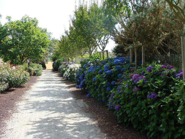 Arboretum hydrangea at