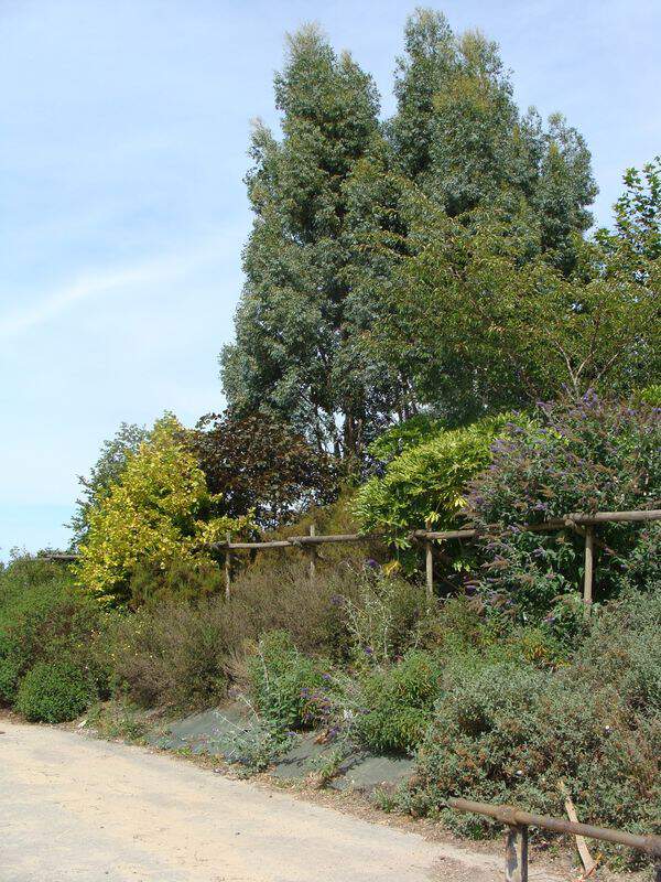 Arboretum talus ouest at