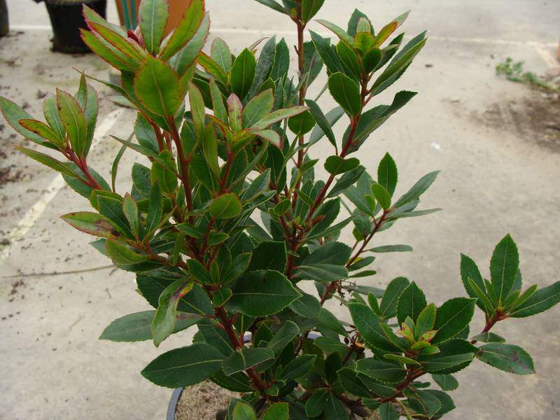 Arbousier compact - ARBUTUS unedo 'Compacta' - Arbuste