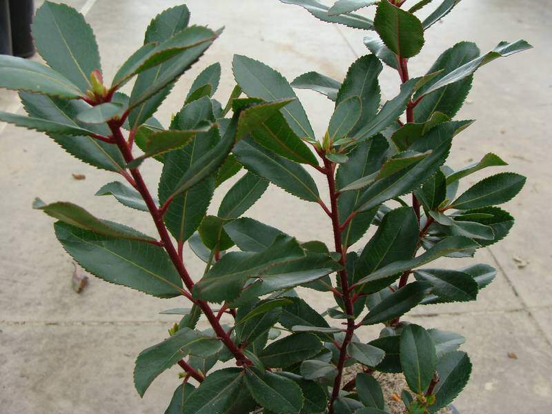 Arbousier rose - ARBUTUS unedo 'Rubra' - Arbuste