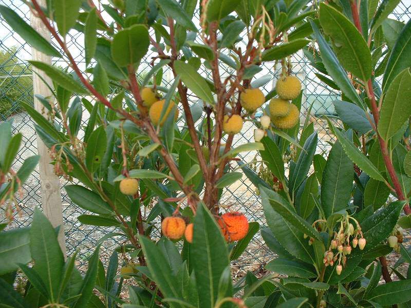 Arbousier, Arbre aux fraises - ARBUTUS unedo - Arbuste