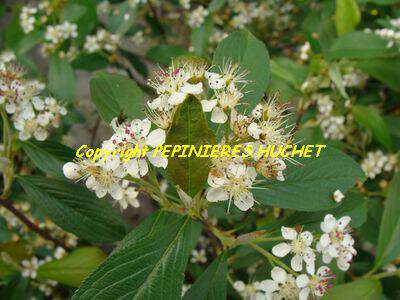 Aronie à fruit rouge - ARONIA arbustifolia 'Brillant' - Arbuste