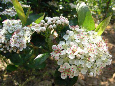 Aronie à fruits noirs - ARONIA prunifolia 'Nero' - Arbuste