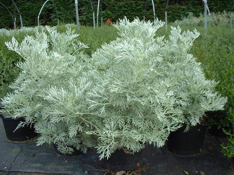 Armoise - ARTEMISIA arborescens 'Powis Castle' - Vivace