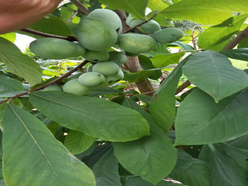 Asiminier - Paw Paw - ASIMINA triloba 'Peterson Paw Paw' - Arbre fruitier