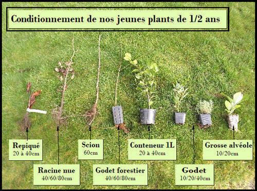 Assortiment jeune plant 1 2 ans