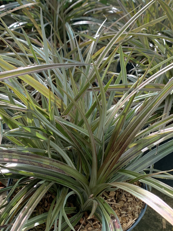 Astélie - ASTELIA nervosa 'Westland' - Arbuste
