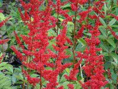 Astilbe - ASTILBE arendsii 'Etna' - Vivace