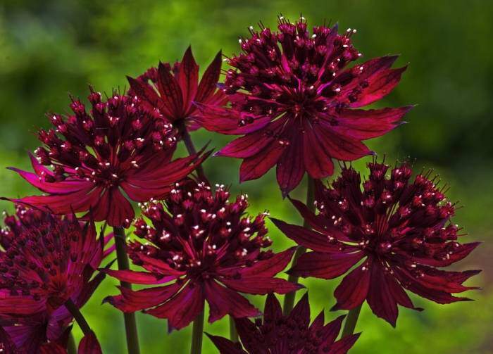 ASTRANTIA major Venice