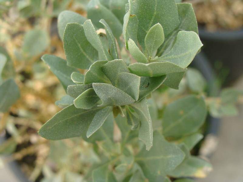 Pourprier de mer - ATRIPLEX halimus - Arbuste