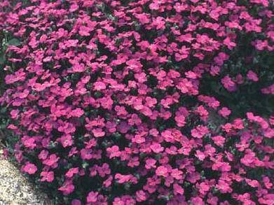 Aubriète - AUBRIETIA 'Cascade Red' - Vivace