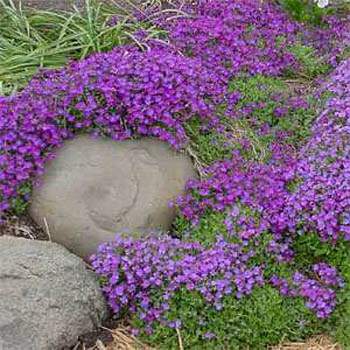 AUBRIETIA Violet Purple Aubriète - Vivace