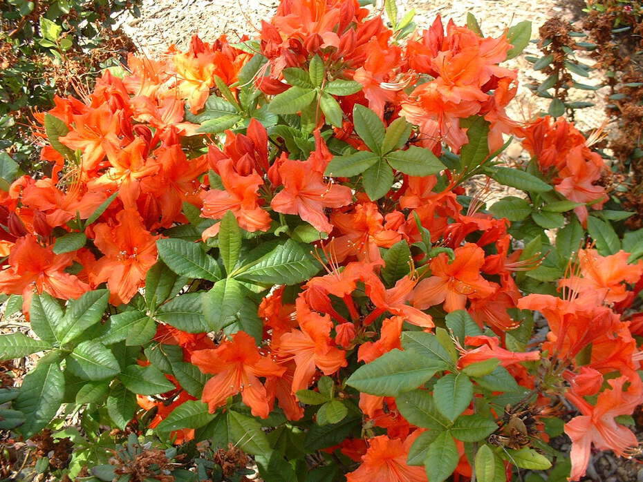 Azalée de Chine - AZALEA mollis 'Hotspur red' - Arbuste