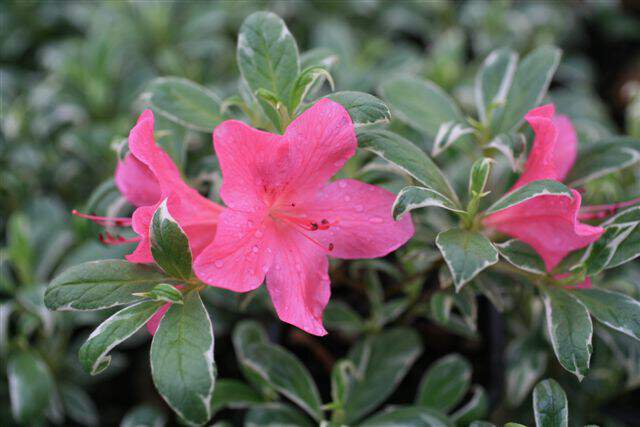 Azalée du Japon - AZALEA japonica 'Salmon leap' - Arbuste