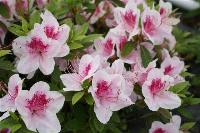 Azalée japonaise - AZALEA japonica 'Ho Oden' - Arbuste