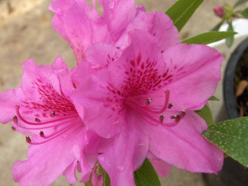 Azalée du Japon - AZALEA japonica 'Jean-Sébastien Bach' - Arbuste