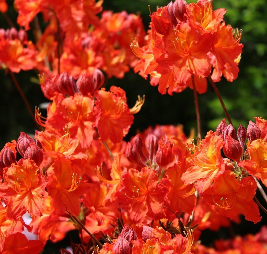 Azalée de Chine - AZALEA mollis 'Balzac' - Arbuste