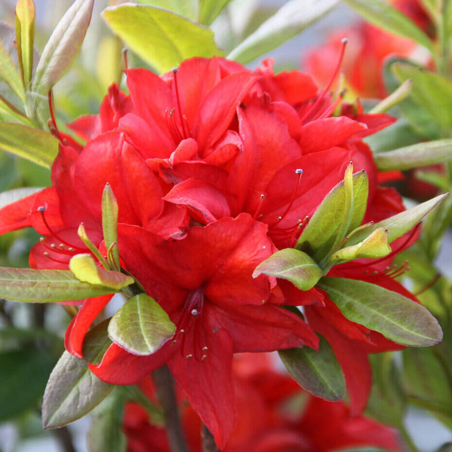 Azalée de Chine - AZALEA mollis 'Nabucco' - Arbuste