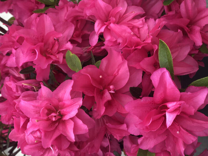 Azalée du Japon - AZALEA japonica 'Rosa King' - Arbuste