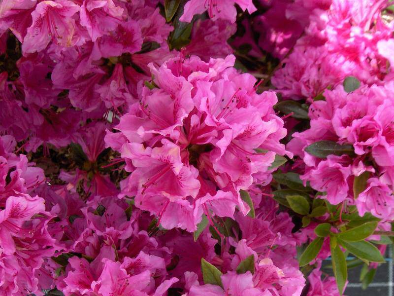 Azalée japonaise - AZALEA Japonica Blue Danube - Arbuste