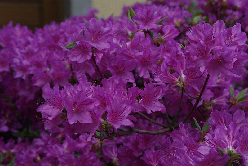 AZALEA japonica Geisha purple Azalée japonaise - Arbuste