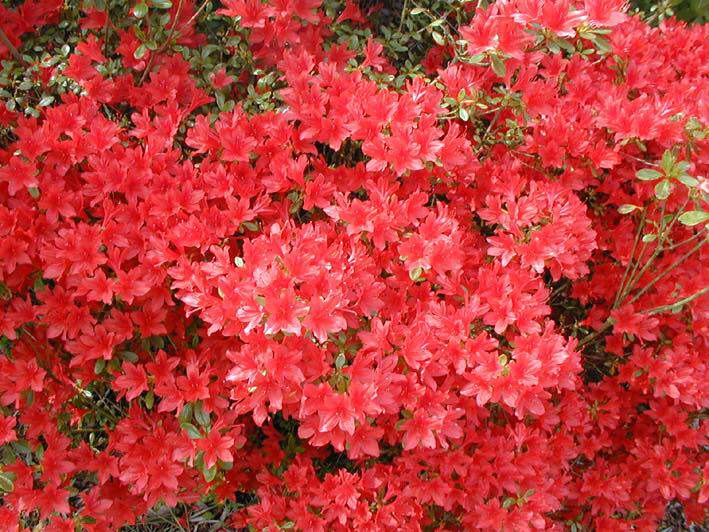 Azalée japonaise - AZALEA japonica 'Kazuko' - Arbuste