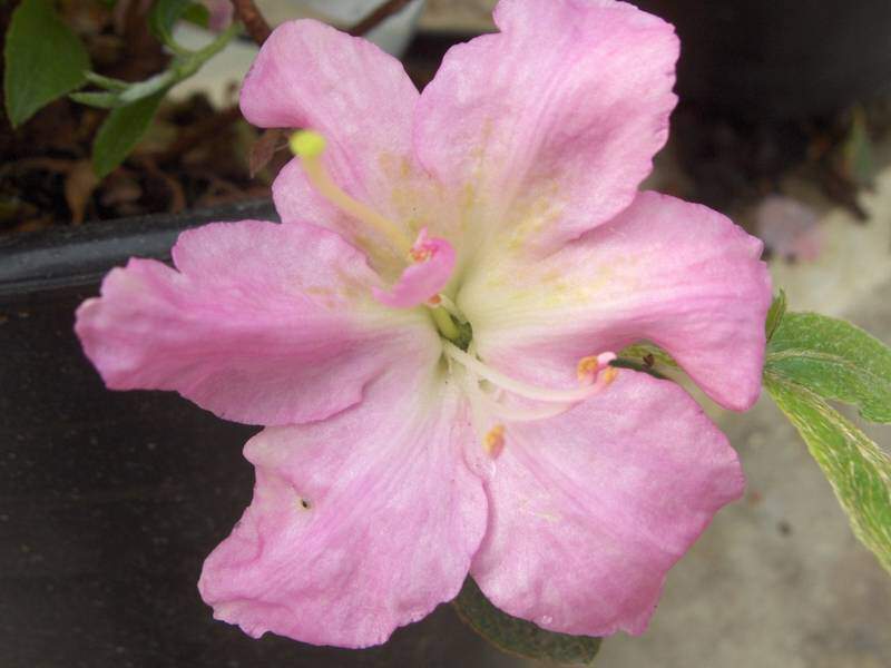 Azalée japonaise - AZALEA japonica 'Sir Robert' - Arbuste