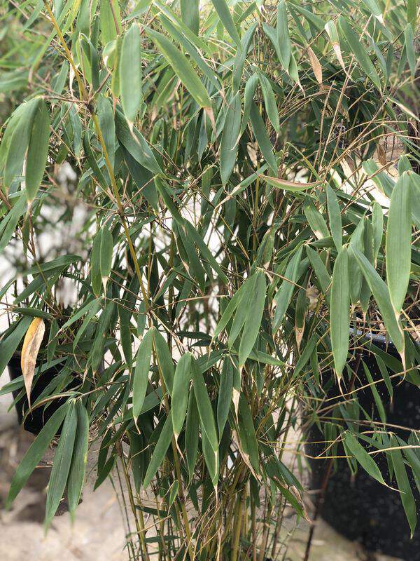Bambou non traçant - BAMBOU FARGESIA robusta 'Pingwu' - Bambou