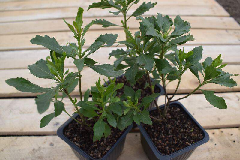 Séneçon en arbre - BACCHARIS halimifolia - Arbuste