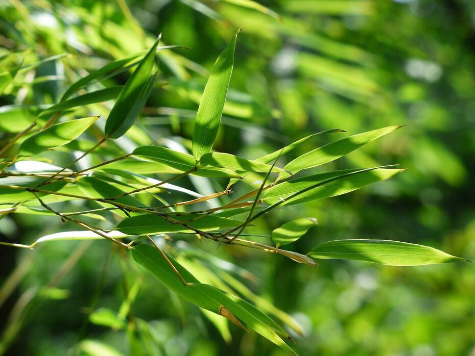 Le bambou : tout savoir sur la culture du bambou au jardin