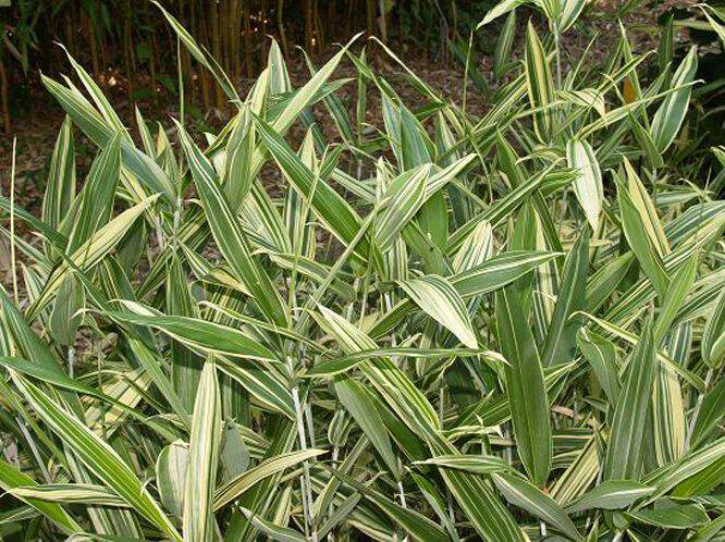 Bambou à grosses feuilles - BAMBOU SASA masamuneana 'Albostriata' - Haie de bambou