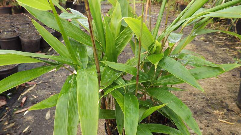 Bambou - BAMBOU SASA tessellata - Bambou